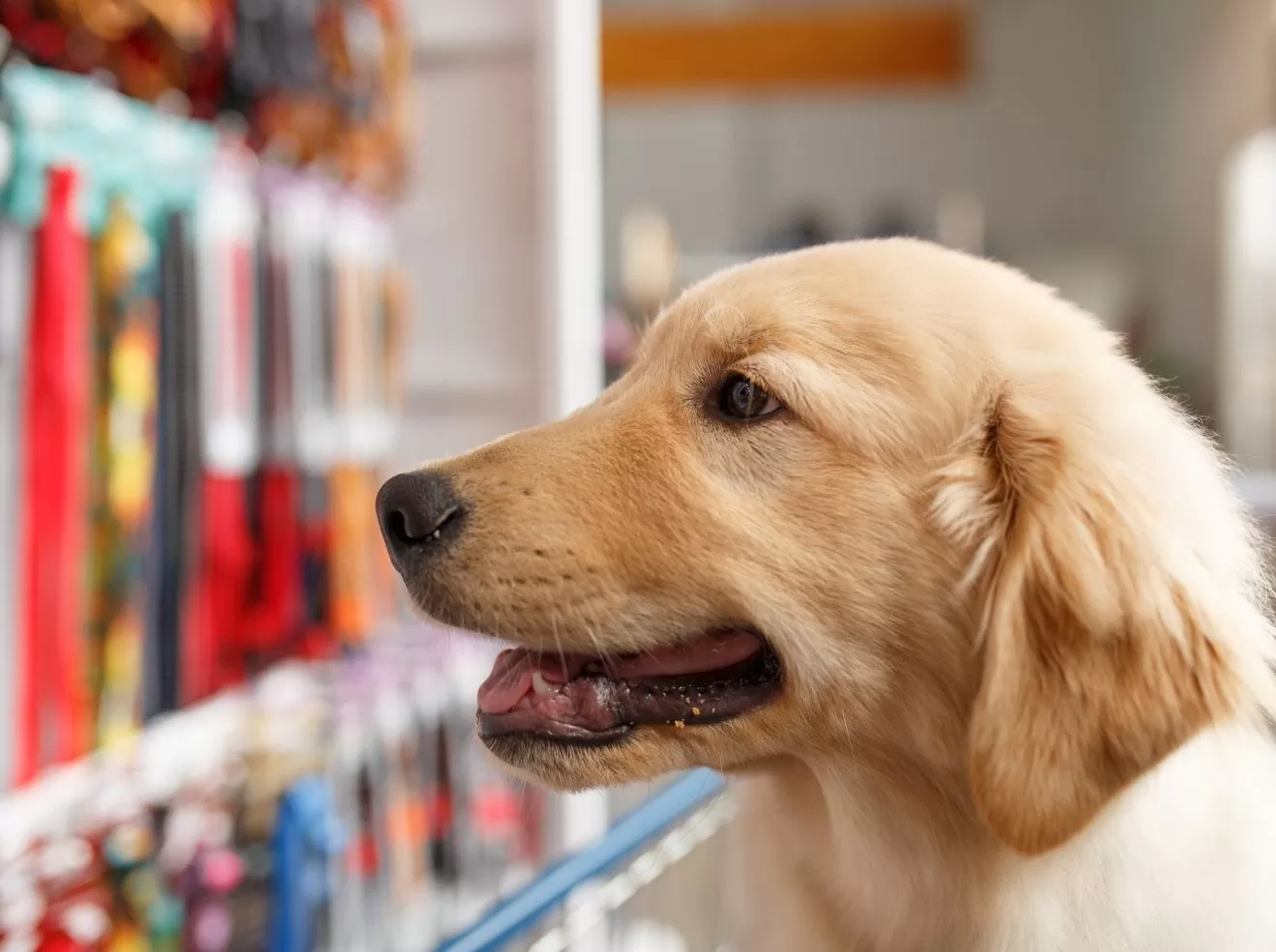 Pet shop: É um empreendimento que vale a pena? Qual o investimento inicial necessário? - Meu Contador Online